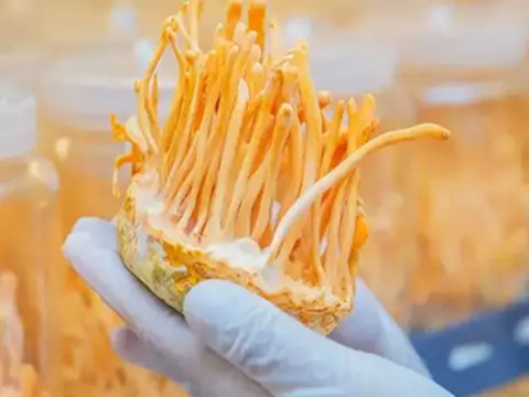 蛹虫草中的虫草素：现代健康解决方案的精准生物活性