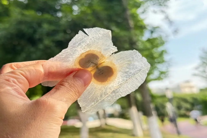 优质木犀草素A（CAS 480-11-5）——高纯度，供应稳定，全球发货